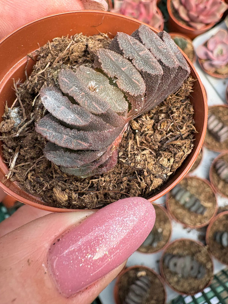 Haworthia truncata