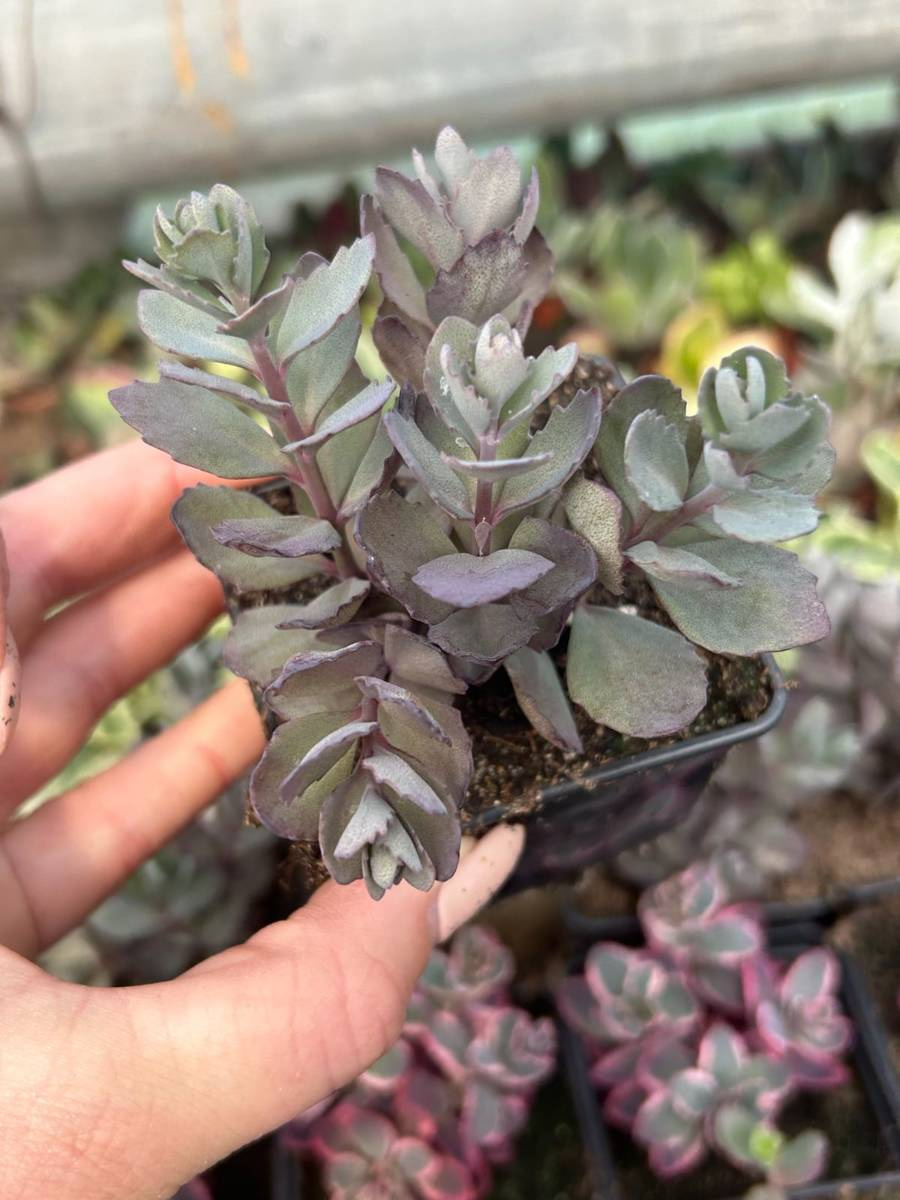 Sedum sunsparkler 'Cherry Tart Succulents \ Sedum Frostresistant