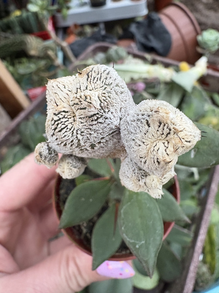 Astrophytum myriostigma 'Onzuko White'