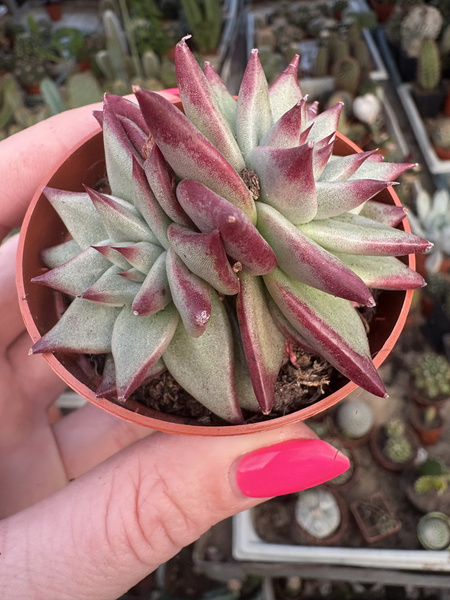 Echeveria agavoides 'Electra Dichotoma'
