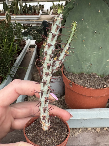 Euphorbia aeruginosa