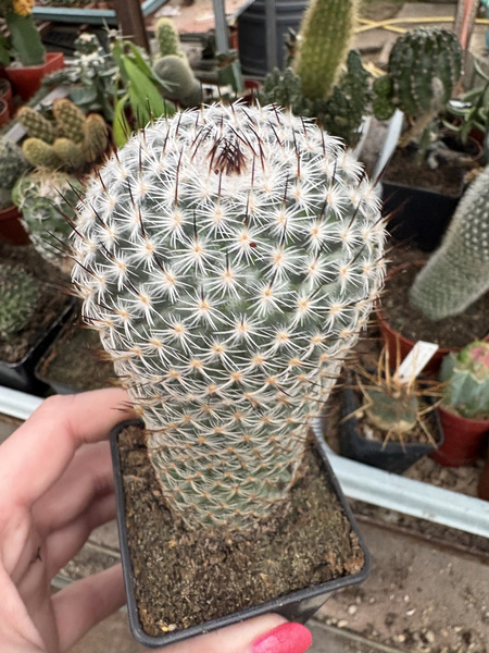 Mammillaria haageana ssp. elegans