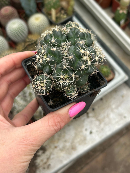 Coryphantha andreae