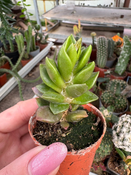 Anacampseros rufescens