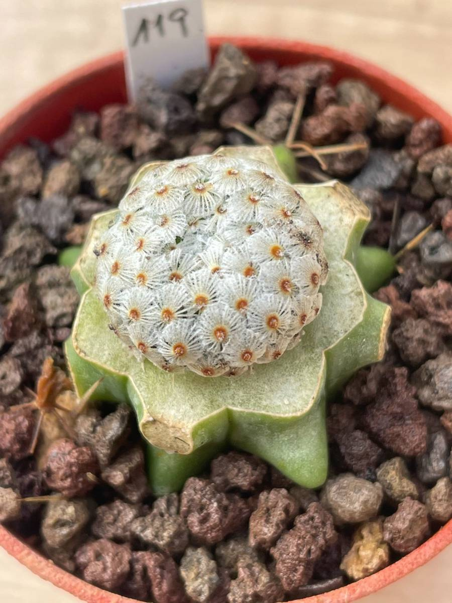 Mammillaria Breviplumosa Cactuses Mammillaria Kaktusy Sukulenty