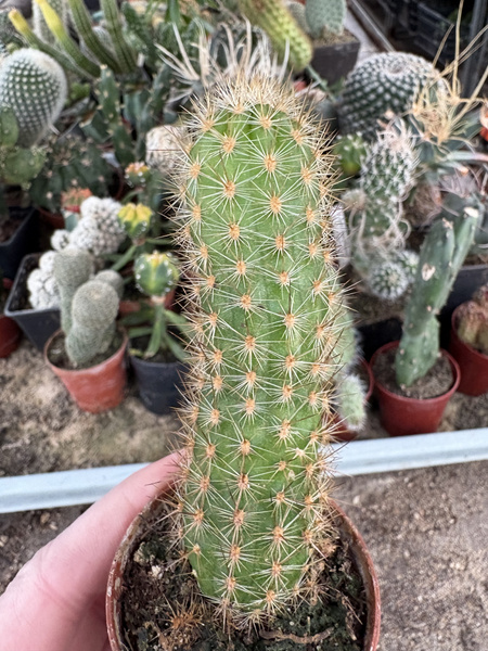 Haageocereus acranthus