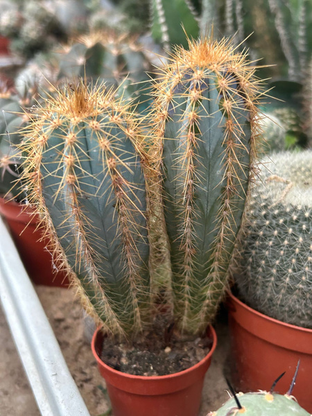 Pilosocereus fulvilanatus