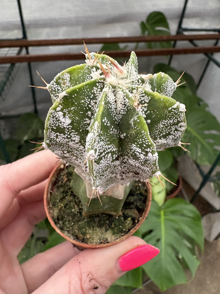 Astrophytum ornatum 'Hakuun'