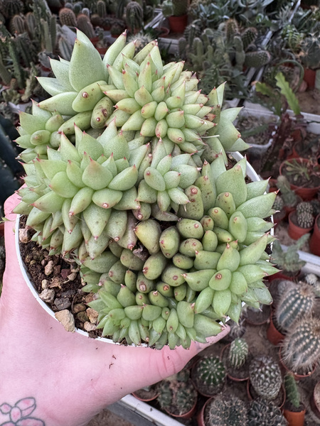 Echeveria agavoides 'Cristata'