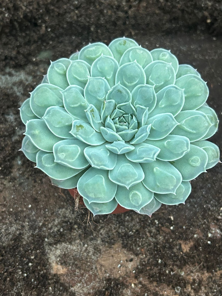 ECHEVERIA RAINDROPS 'Heart Signal'