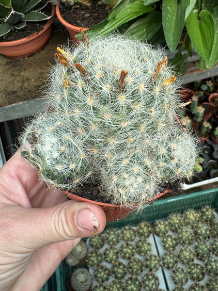 Mammillaria baumii