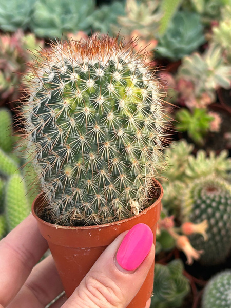 Mammillaria spinosissima 'Variegata'