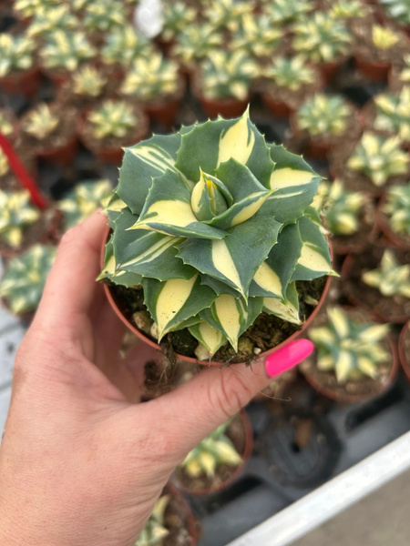 Agave potatorum cv.Ohi Raijin Shiro Nakafu Yellow Variegated