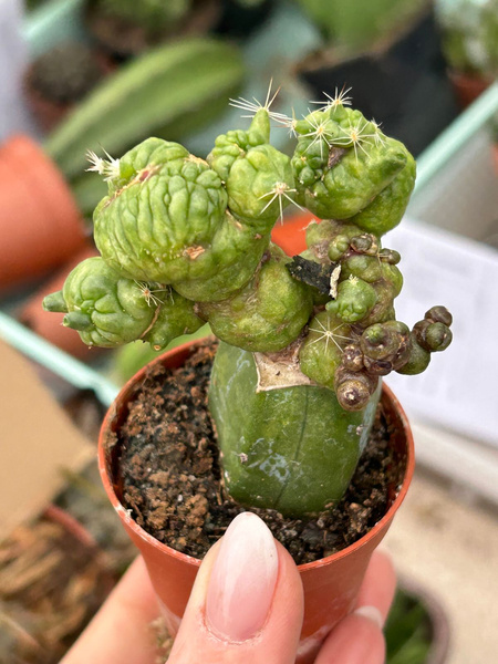 Mammillaria spinosissima 'Coral'