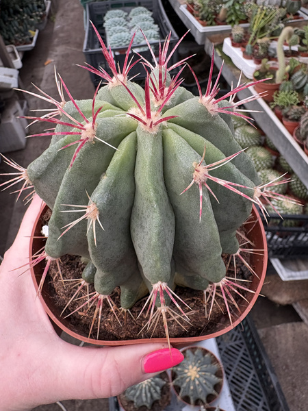 Ferocactus stainesii