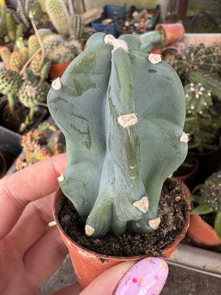 Cereus forbesii 'Inermis'