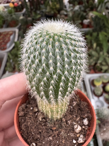 Eriocactus leninghausii 'Albispina'