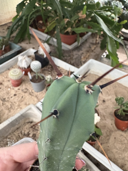 Myrtillocactus geometrizans