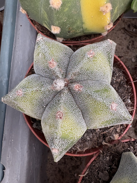 Astrophytum myriostigma 'Variegata'