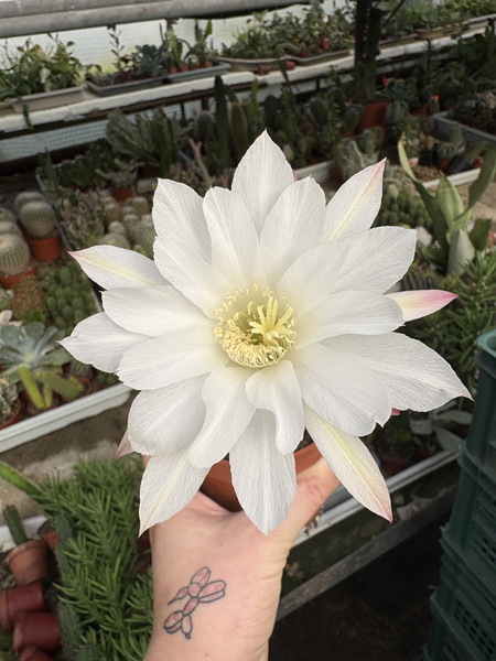 Echinopsis subdenudata Lilia Wielkanocna -  kaktus Domino