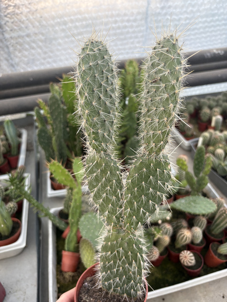 Opuntia senilis