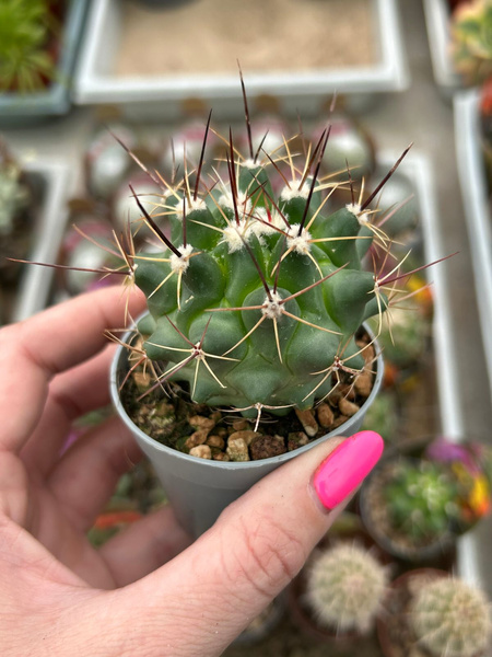 Thelocactus tulensis