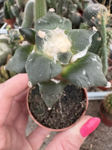 Ariocarpus furfuraceus