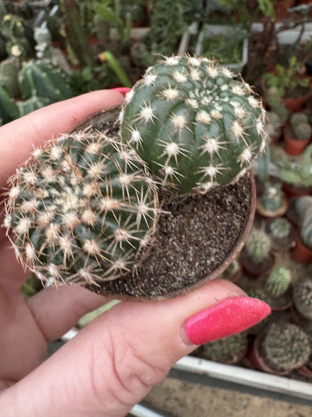 Notocactus uebelmannianus x2