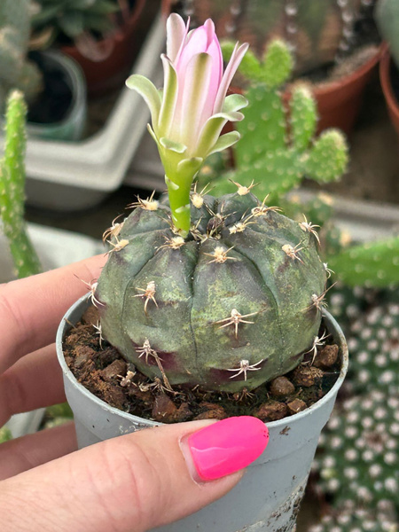 Gymnocalycium damsii var. rotundulum