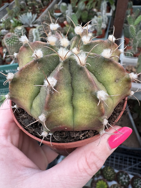 Gymnocalycium anisitsii 'Variegata'