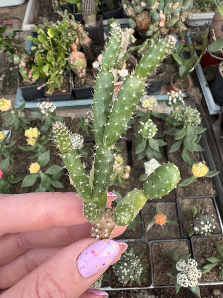 Schlumbergera opuntioides