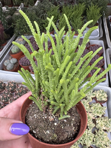 Crassula muscosa