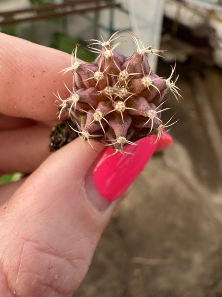 Gymnocalycium mihanovichii SPECJALNY KOLOR
