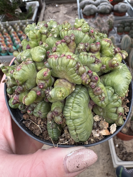 MAMMILLARIA BOCASANA 'MOSTRUOSA CORAL'