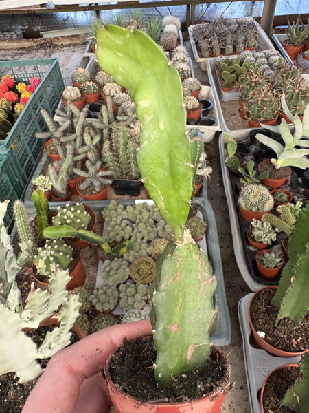 Chimera Hylocalicium 'Variegata'