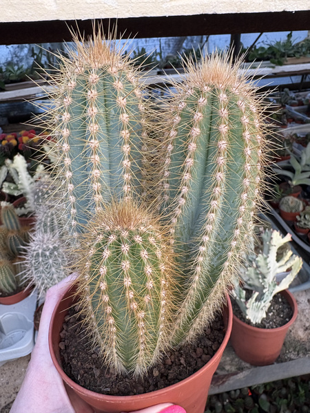 Pilosocereus pachycladus