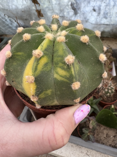 Echinopsis subdenudata 'Variegata'