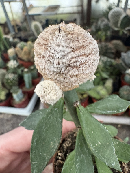 Astrophytum myriostigma 'Onzuko Blind'