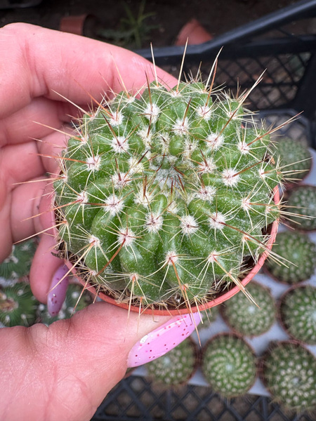Notocactus roseoluteus