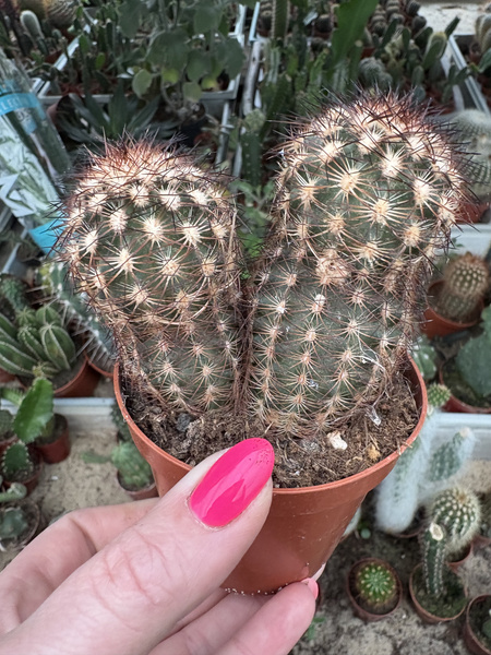 Echinocereus reichenbachii siewka MROZOORPORNY