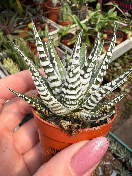 Haworthia fasciata 'Big Band'