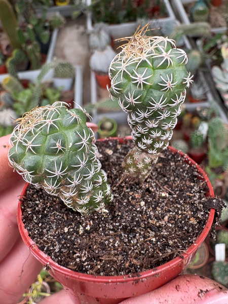 Turbinicarpus pseudomacrochele