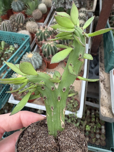 Pereskiopsis spathulata 'Cristata'