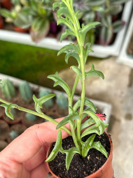 Senecio peregrinus 'String Of Dolphins'