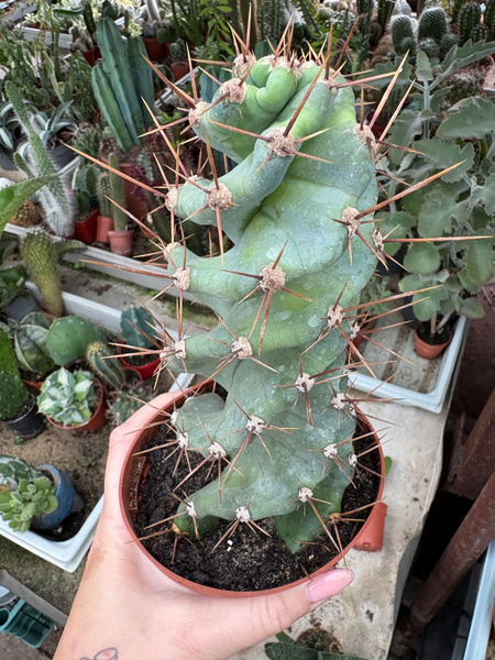 Cereus peruvianus 'Spiralis'