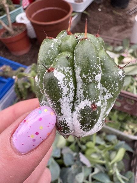 Lemaireocereus beneckei