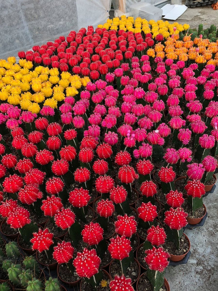 Gymnocalycium mihanovichii 'Hibotan Variegata' MIX KOLORÓW