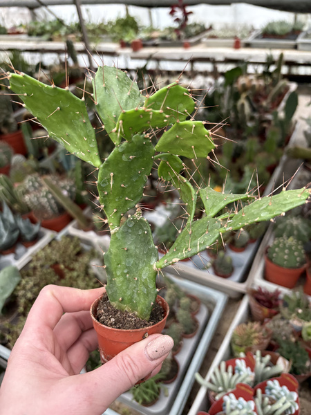 Brasiliopuntia brasiliensis