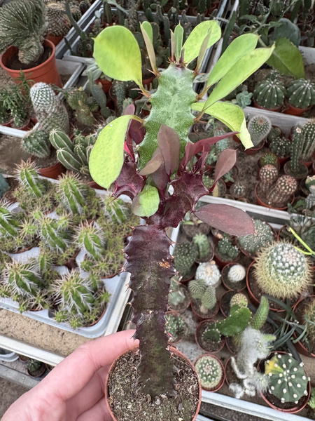 Euphorbia trigona DWA KOLORY