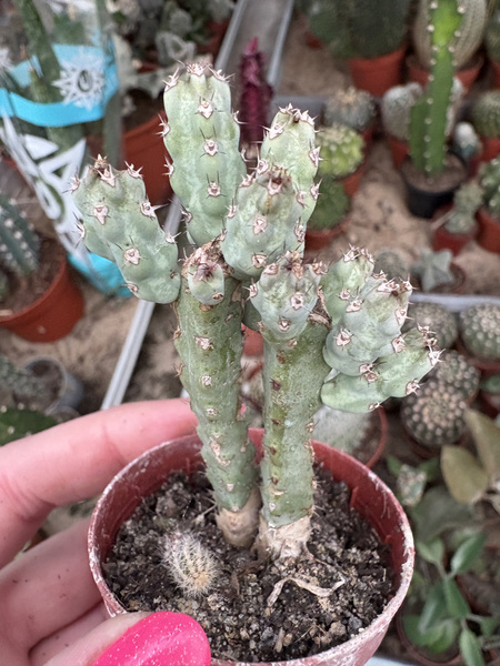 Euphorbia debilispina